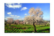 Almond Tree Photo